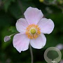 Anemone h. 'Splendens' GM P9 BIO