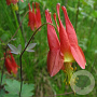 Aquilegia canadensis GM P9 BIO