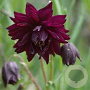 Aquilegia v. 'Black Barlow' GM P9 BIO