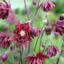 Aquilegia v. 'Ruby Port' GM P9 BIO