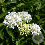 Asclepias inc. 'Ice Ballet' GM P9 BIO