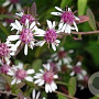 Aster l. 'Horizontalis' GM P9 BIO