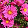 Aster n.-b. 'Royal Ruby' GM P9 BIO