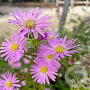 Aster 'Pink Star' GM P9 BIO