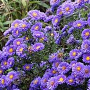Aster radula 'August Sky' GM P9 BIO