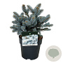 Picea pungens 'Glauca Globosa' 20-25 cm 5,0L