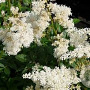 Astilbe (A) 'Brautschleier' GM P9 BIO