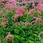 Astilbe (T) 'Straussenfeder' GM P9 BIO