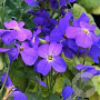 Aubrieta 'Cascade Blue' GM P9 BIO
