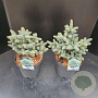 Picea pungens 'Glauca Globosa' 30-35 cm 7,5L