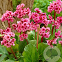 Bergenia 'Morgenröte' GM P9 BIO
