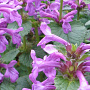 Stachys macrantha GM P9 BIO