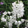Campanula pers. 'Grandiflora Alba' GM P9 BIO