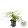 Carex morrowii 'Aureovariegata' GM P9 BIO