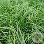 Carex oshim. 'J. S. Greenwell' GM P9 BIO