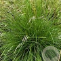 Deschampsia cesp. 'Bronzeschleier' GM P9 BIO