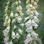 Digitalis purp. 'Alba' GM P9 BIO