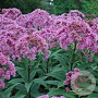 Eupatorium mac. 'Purple Bush' GM P9 BIO