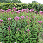 Eupatorium purpureum GM P9 BIO