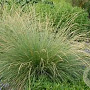 Festuca mairei GM P9 BIO