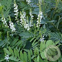 Galega officinalis GM P9 BIO