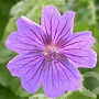 Geranium magnificum 'Rosemoor' GM P9 BIO