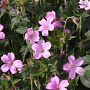 Geranium ox. 'Rosenlicht' GM P9 BIO