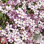 Gypsophila repens 'Rosea' GM P9 BIO
