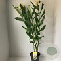 Hedychium densiflorum 80-100 cm 7,5L