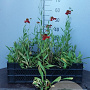 Helenium 'Moerheim Beauty' GM P9 BIO