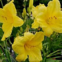 Hemerocallis 'Happy Returns' GM P9 BIO