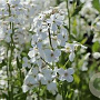 Hesperis matr. 'Alba' GM P9 BIO