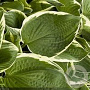 Hosta 'Francee' GM P9 BIO