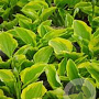 Hosta 'Golden Tiara' GM P9 BIO