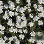 Iberis semp. 'Weisser Zwerg' GM P9 BIO