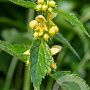 Lamiastrum galeobdolon GM P9 BIO