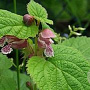 Lamium orvala GM P9 BIO
