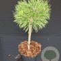 Pinus dens. 'Low Glow' 40 cm stam 7,5L