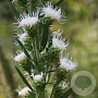 Liatris scariosa 'Alba' GM P9 BIO