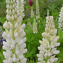 Lupinus 'Fräulein' GM P9 BIO