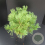 Pinus dens. 'Umbraculifera' 40-50 cm 7,5L