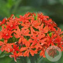 Lychnis chalcedonica GM P9 BIO