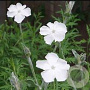 Lychnis coronaria 'Alba' GM P9 BIO