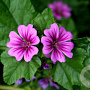 Malva sylvestris GM P9 BIO