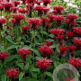 Monarda 'Mahogany' GM P9 BIO