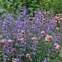 Nepeta 'Kit Cat' GM P9 BIO