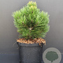 Pinus heldreichii 'Compact Gem' 25-30 cm 5,0L