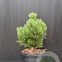 Pinus heldreichii 'Compact Gem' 30-40 cm 5,0L