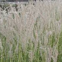 Pennisetum or. 'Tall Tails' GM P9 BIO