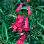 Penstemon 'Andenken an F. Hahn' GM P9 BIO